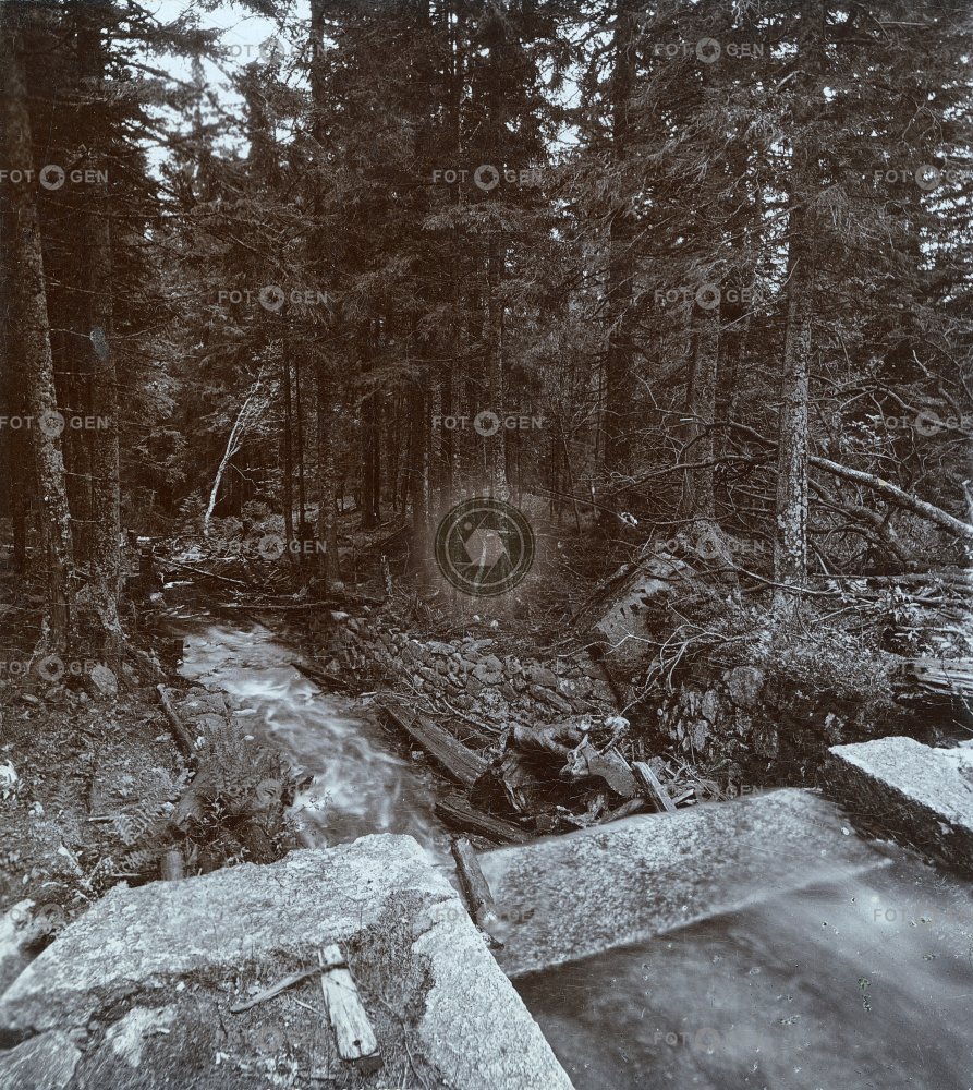 Šumava, les, polovina  stereofotografie
