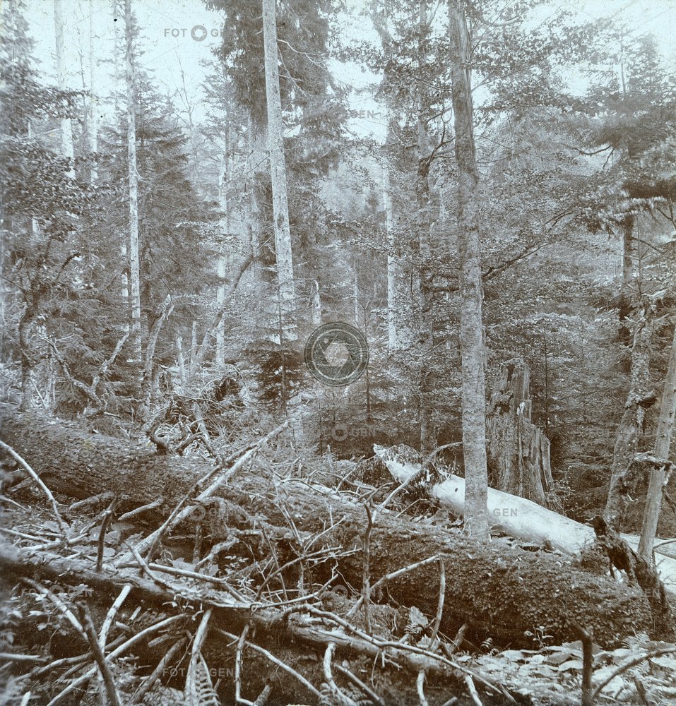 Šumava, Boubín, prales, polovina  stereofotografie