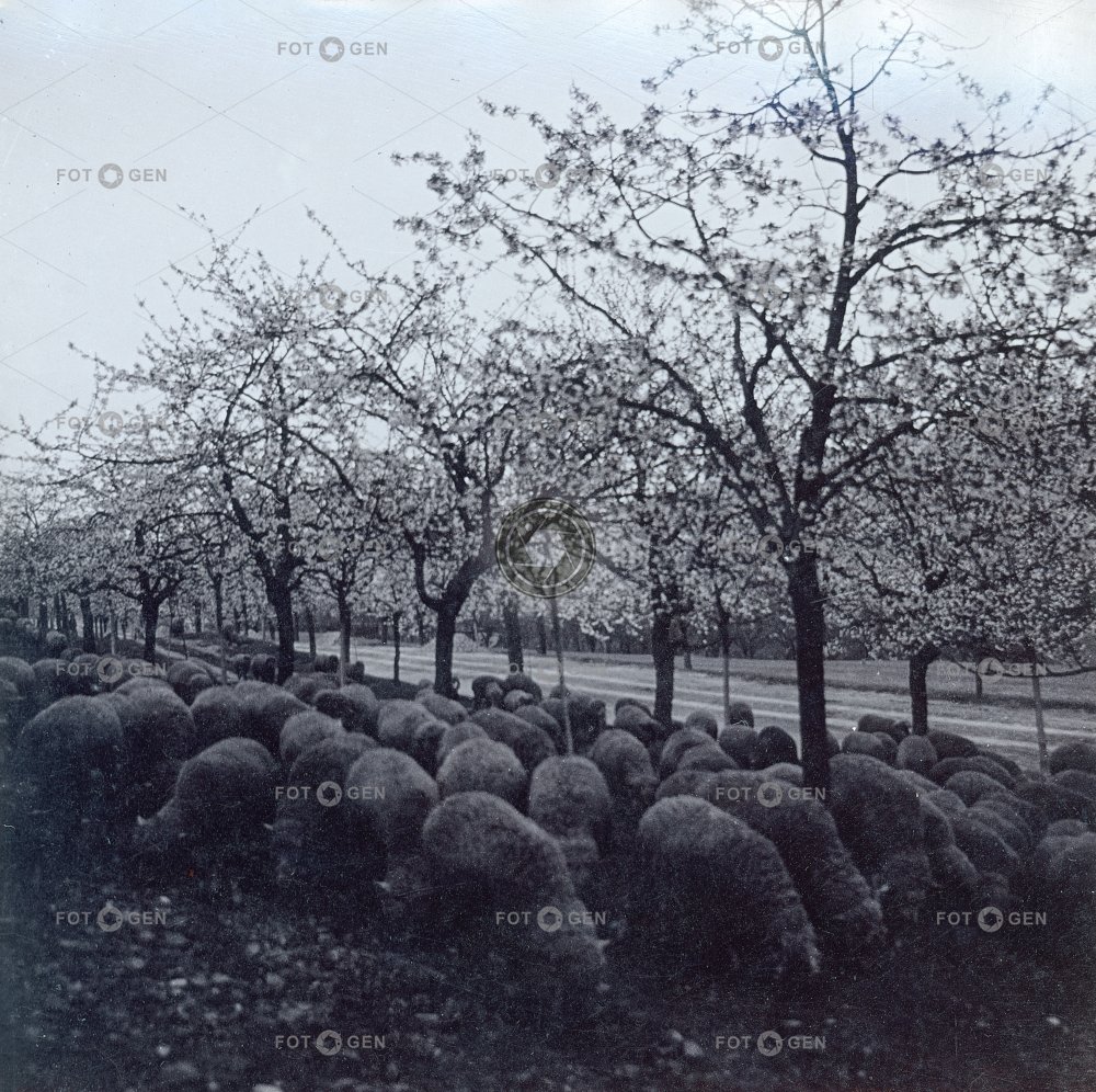 Roztoky u Prahy, sad a stádo ovcí, polovina stereofotografe