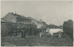 Užhorod trhy dobytek 1934