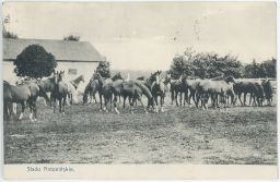 Stado Antoninskie 1912