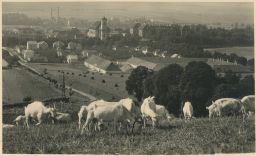 Slavkov u Brna Vyškov kozy Fototypia