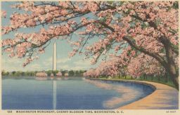 Monument Cherry Blossom Time Washongton D.C.