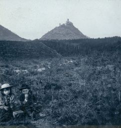 Výsadba borovic a hrad Bezděz, polovina stereofotografie