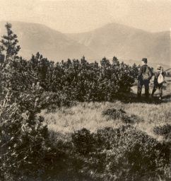 Krkonoše, Liščí hora, v pozadí Sněžka, polovina stereofotografie
