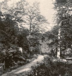 Krkonoše, cesta údolím Bílého Labe, stereofotografie, kolorovaný světlotisk