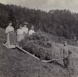 Krkonoše, svážení sena na saních v okolí Vysoké nad Jizerou, polovina stereofotografie