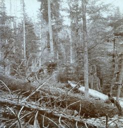 Šumava, Boubín, prales, polovina stereofotografie