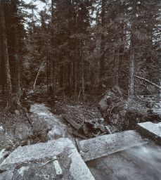Šumava, les, polovina stereofotografie
