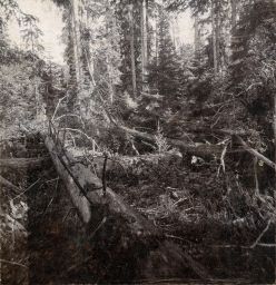 Šumava, Boubín, prales, polovina stereofotografie