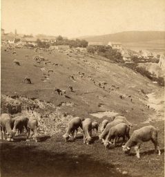 Stádo ovcí, dobový popisek: UTetína, polovina stereofotografie