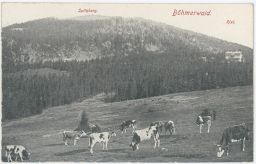 Špičák Spitzberg Böhmerwald Šumava krávy