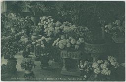 Praha Národní 24 květinářství G. Dittrich 1924