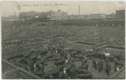 USA Chicago dobytek jatka dobytčí trh
