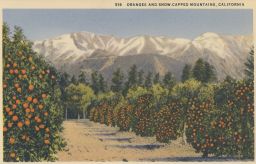 USA California Kalifornie pomeranče Oranges and Snow Capped Mountains