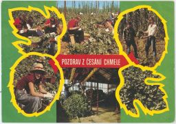 Pozdrav z česání chmele chmel pivo okénka ve tvaru šišky