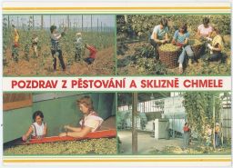 Pozdrav z pěstování a sklizně chmele chmelnice pivo věrtele kombajn 1958