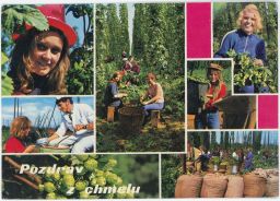 Pozdrav z chmelu chmel pivo chmelnice