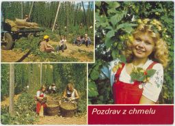 Pozdrav z chmelu chmelnice žoky