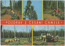 Pozdrav z česání chmele traktor žoky věrtele