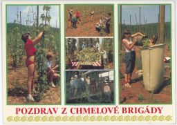 Pozdrav z chmelové brigády traktor kombajn navazování