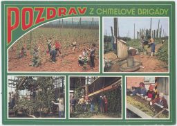 Pozdrav z chmelové brigády kombajn navazování třídění žoky