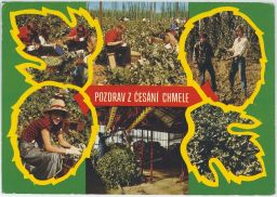 Pozdrav z česání chmele chmelnice žoky věrtele kombajn