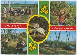 Pozdrav z česání chmele pivo chmel